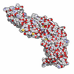 Beta-catenin (armadillo and C-terminal domain) protein.