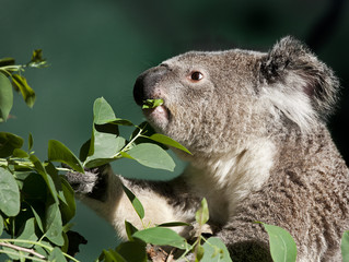 australian koala bear