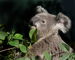 australian koala bear