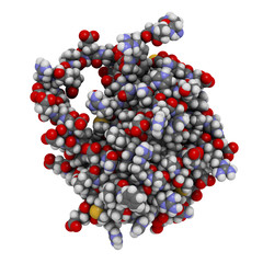 BCL-2 protein. Prevents apoptosis (cell death)