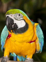macaw