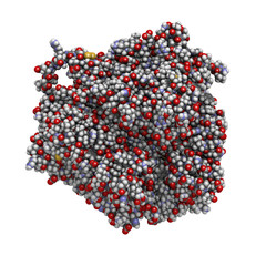 Ceruloplasmin ferroxidase enzyme. Catalyses iron oxidation.