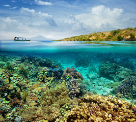 Coral reef on the island of Menjangan. Indonesia