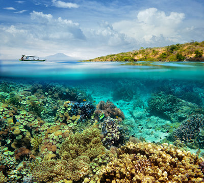 Fototapeta Rafa koralowa na wyspie Menjangan. Indonezja