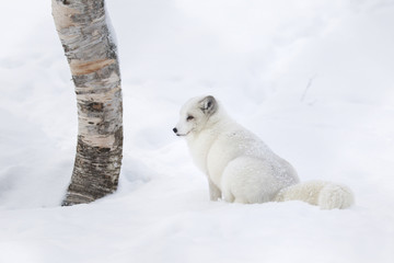Obraz na płótnie Canvas Captive Arctic Fox