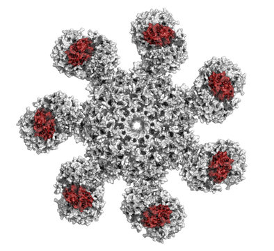 Human apoptosome structure. 