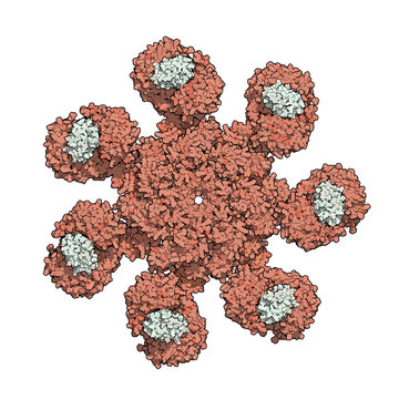 Human apoptosome structure.
