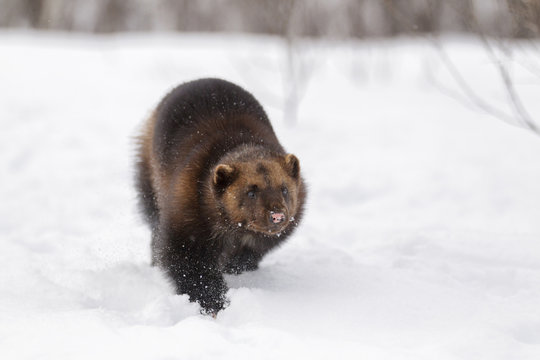 Captive Wolverin