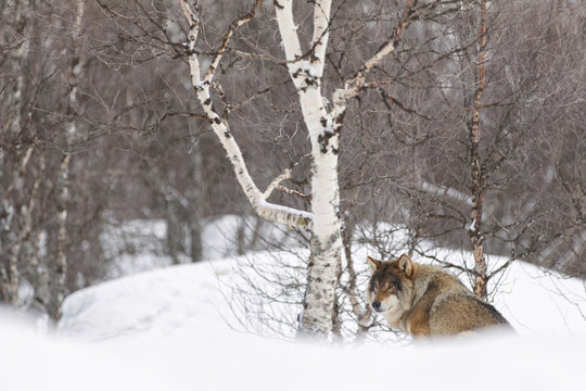 European wolf