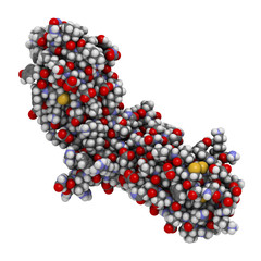 Tissue factor (TF, extracellular part) protein.