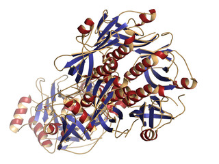 Thyphoid toxin protein. Toxin produced by Salmonella typhi