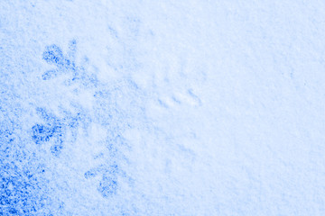 Snowflake on the snow.