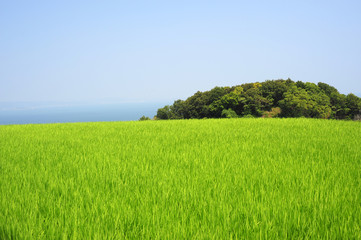 Teshima-2 © monjiro