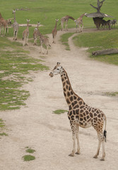 Giraffes