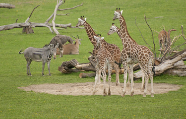 Giraffes