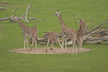 Obraz premium Giraffes