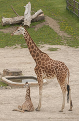 Giraffes