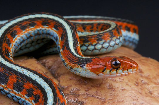 San Fransico garter snake / Thamnophis sirtalis tetrataenia