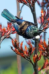 Foto op Aluminium Tui - Vogel van Nieuw-Zeeland © Rafael Ben-Ari