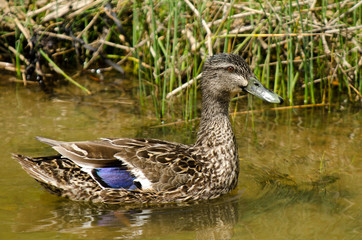 Male Mallard duck