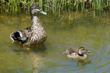 Female Mallard duck and here duckling