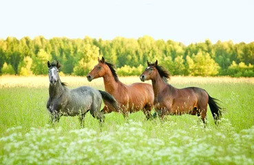 Fotobehang Three horse running trot at flower field in summer © Rita Kochmarjova