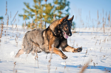 German shepherd dog playing in winter