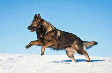 Fototapeta na wymiar German shepherd dog running in winter