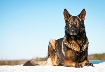 German shepherd dog lying in winter