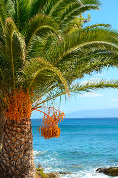palm tree at the seaside