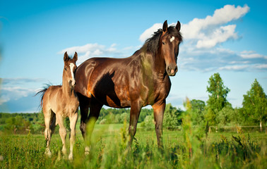 Bay mare with foal standing in summer field - obrazy, fototapety, plakaty