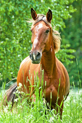 Portrait of running horse in summer