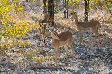 Impala antelope on the alert