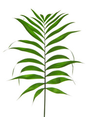 Gentle leaf of palm tree Howea