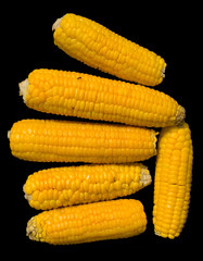 Corn ears 20
