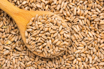 Wooden Spoon Filled With Wheat Seeds