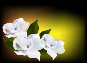 Naklejka premium three magnolia flowers on dark background