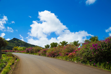 Fototapeta premium Road with colorful flowers on flowering bush