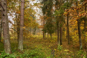 Fototapeta premium las