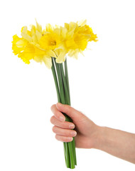 Bouquet of yellow narcissuses in the female hand