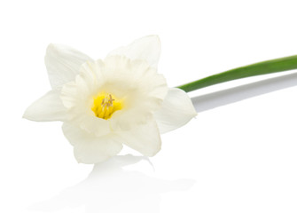 The delicate, spring flower of a narcissus - obrazy, fototapety, plakaty