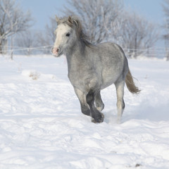 Gorgeous welsh mountain pony running in winter