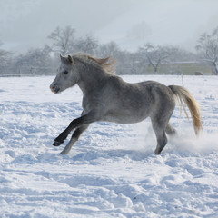 Fototapeta na wymiar Gorgeous welsh mountain pony running in winter