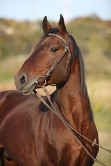 Nice kabardin stallion with bridle in autumn