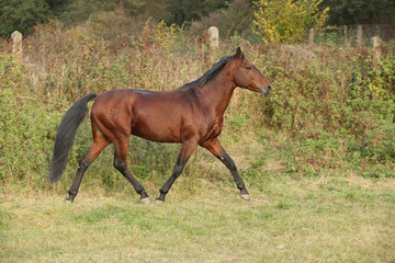 Nice kabardin horse running in autumn