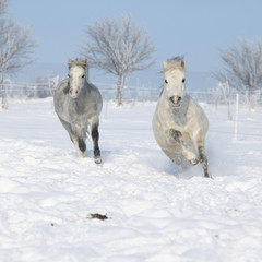 Two gorgeous ponnies running together in winter