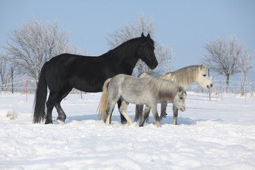 Obraz na płótnie Canvas Two ponnies and one friesian mare in winter