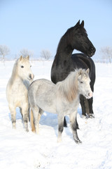 Two ponnies and one friesian mare in winter