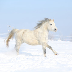 Obraz na płótnie Canvas Gorgeous welsh mountain pony running in winter