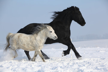 Fototapeta na wymiar Black horse and white pony running together